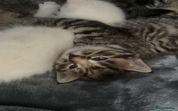 Mixed Breed cats for sale: 2 Beautiful kittens  - Image 2