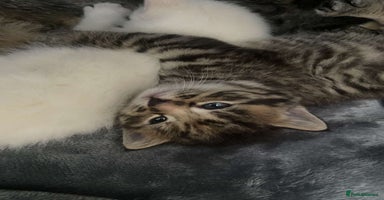 Mixed Breed cats - Advert 8