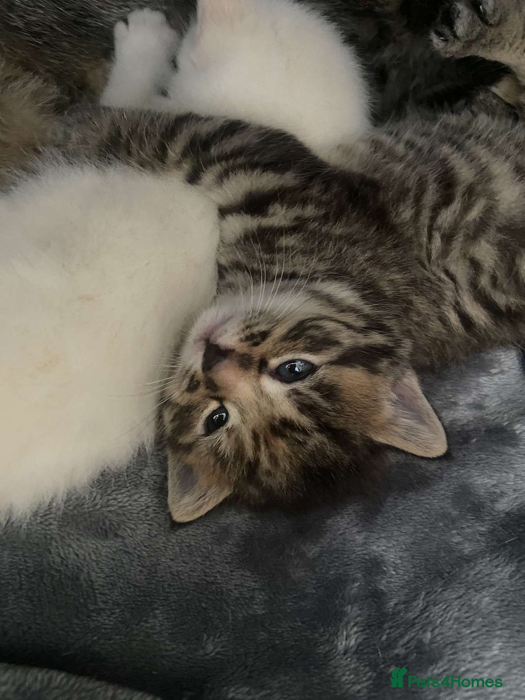 Mixed Breed cats for sale: 2 Beautiful kittens  - Image 2
