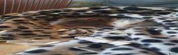 Rat rodents for sale: 2 male rats and cage  - Advert 3