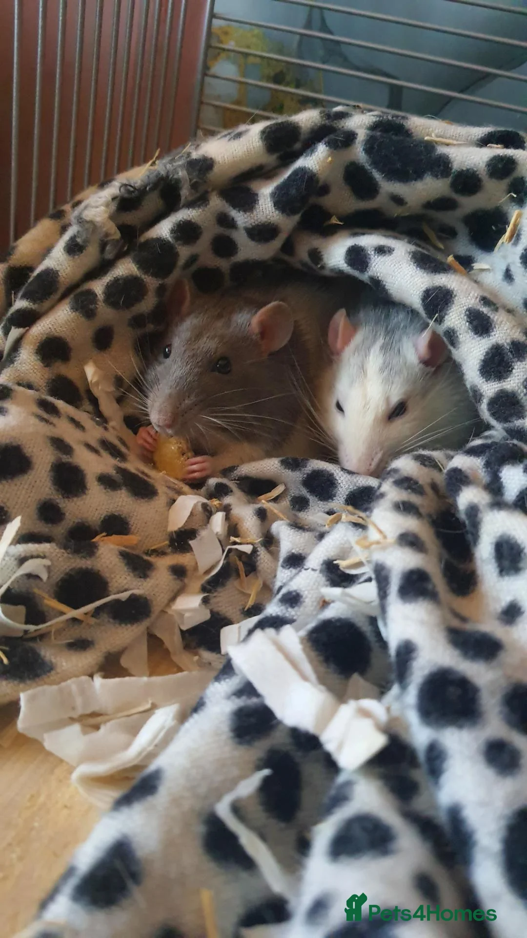 Rat rodents for sale: 2 male rats and cage  - Advert 3