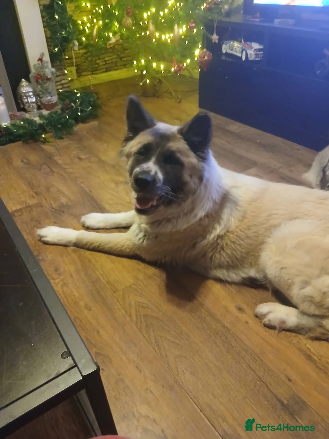 Huskita dogs for sale: 5 BEAUTIFUL HUSKITA PUPPIES - Advert 2