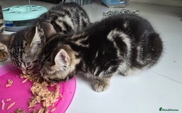 Bengal cats for sale: Bengal Mix - Advert 7