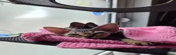 Devon Rex cats for sale: 🐾 Expected Devon Rex Kittens–August 2026 🐾 - Advert 30