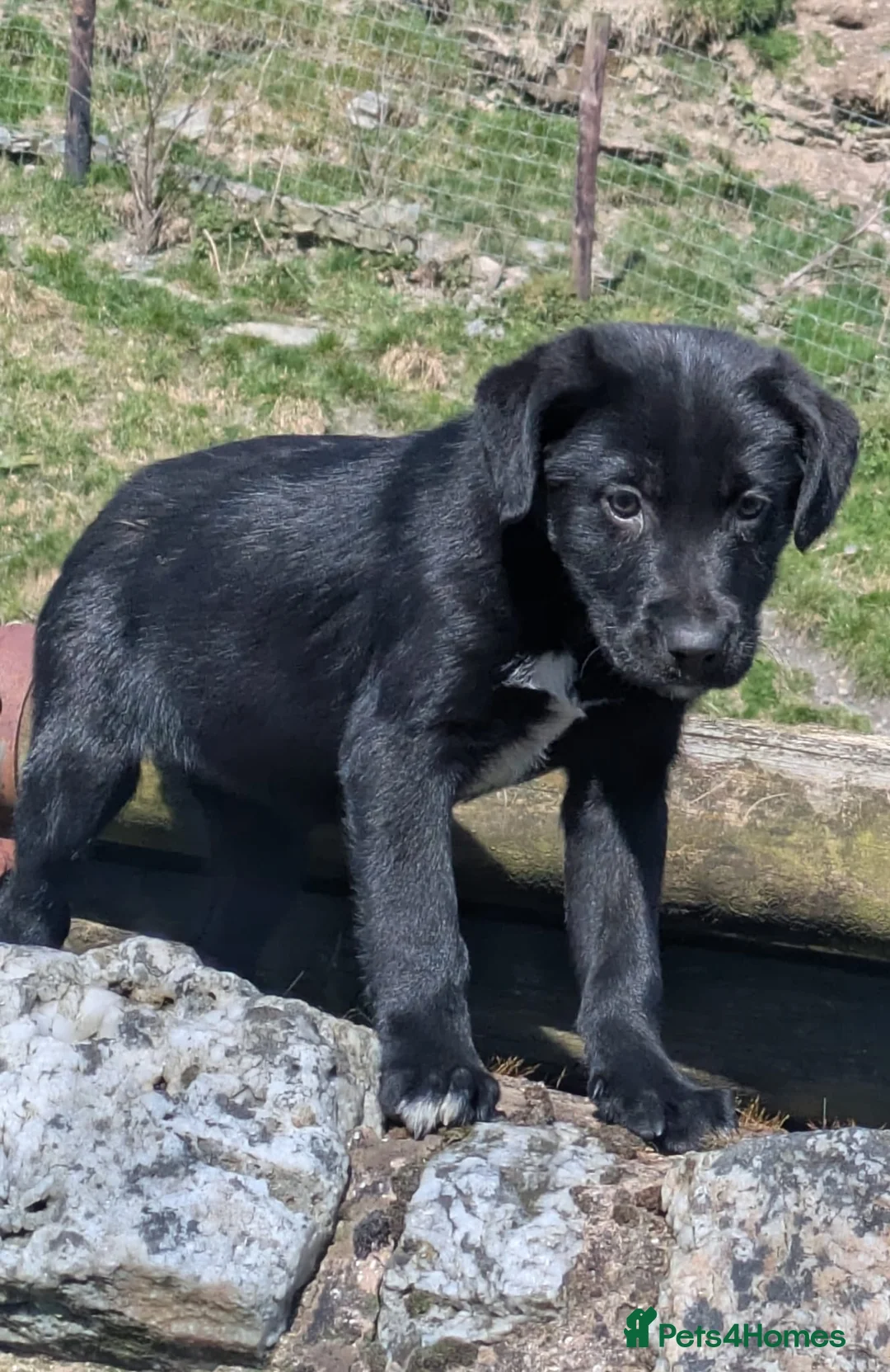 Borador dogs for sale: *Borador pups 3 female* READY NOW - Advert 15