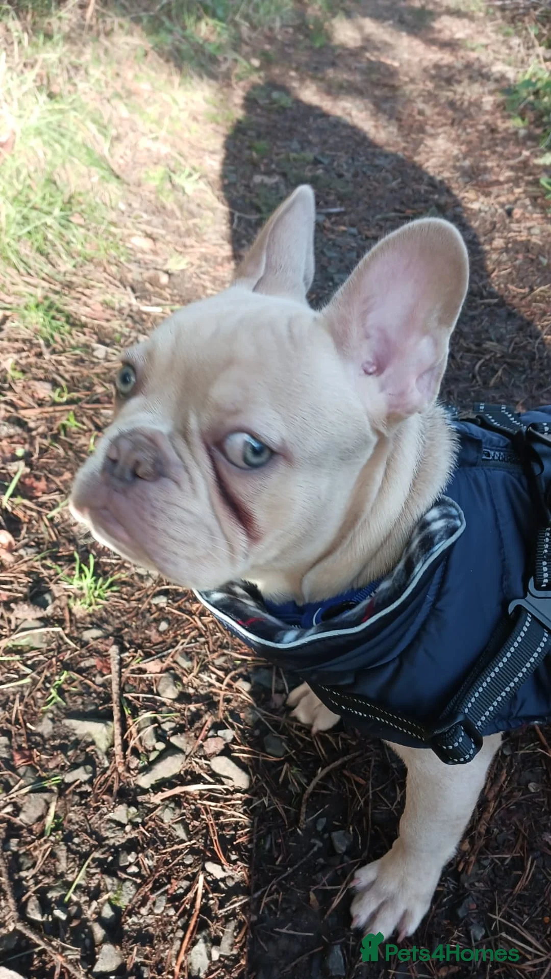 French Bulldog dogs for sale: Male cream frenchbull dog  - Advert 2