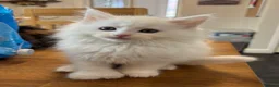 Maine Coon cats for sale: Maine coon cubs - some polydactyl  - Advert 7