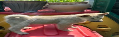 Norwegian Buhund 2