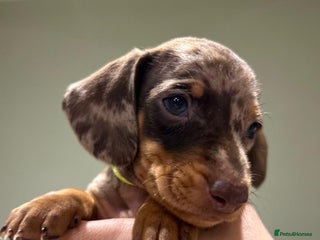 Dachshund dogs Dachshund puppy’s KC reg ready to leave 12/12/25 - Advert 13