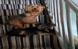 Yorkshire Terrier dogs for stud: 'ROMEO' KC Reg Pedigree - Image 10