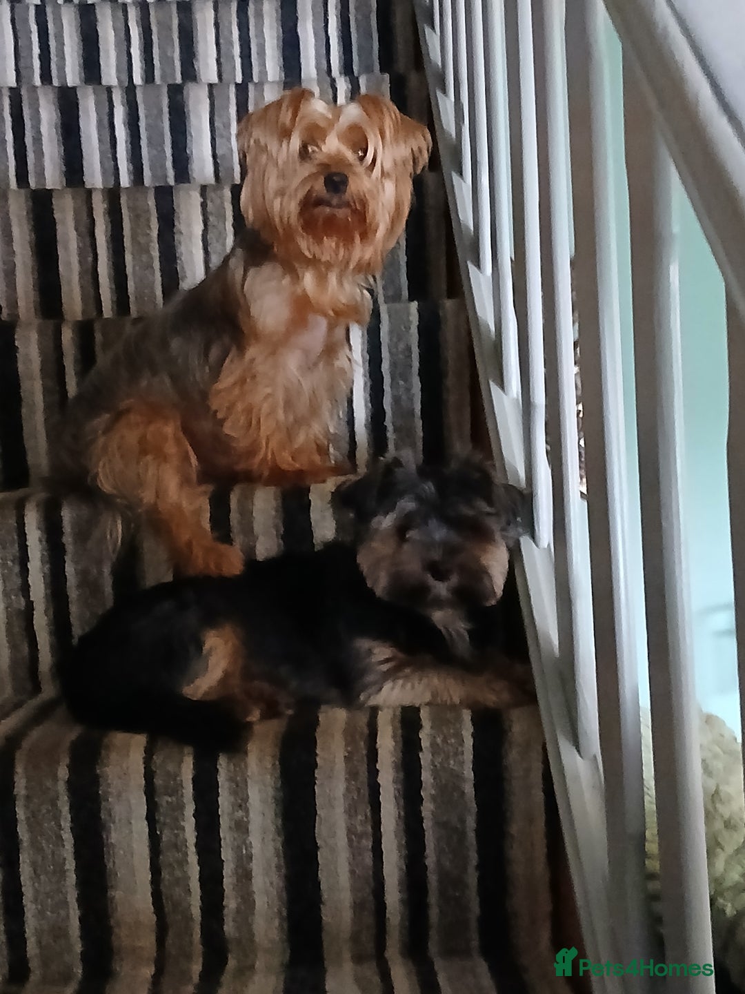 Yorkshire Terrier dogs for stud: 'ROMEO' KC Reg Pedigree - Image 10