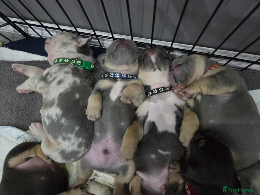 French Bulldog dogs for sale: Beautiful Frenchie puppies - Advert 1