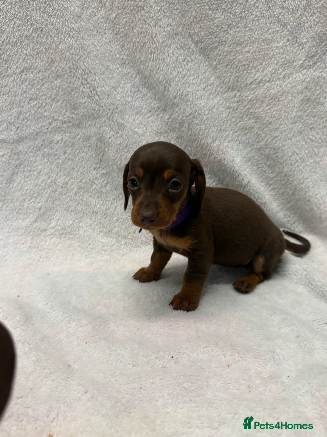 Miniature Dachshund dogs for sale: Beautiful KC Miniature Dachshunds Puppies  - Advert 4