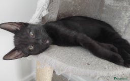 Mixed Breed cats for sale: 3 male microchipped kittens left  - Image 4