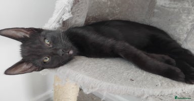 Mixed Breed cats - Advert 6
