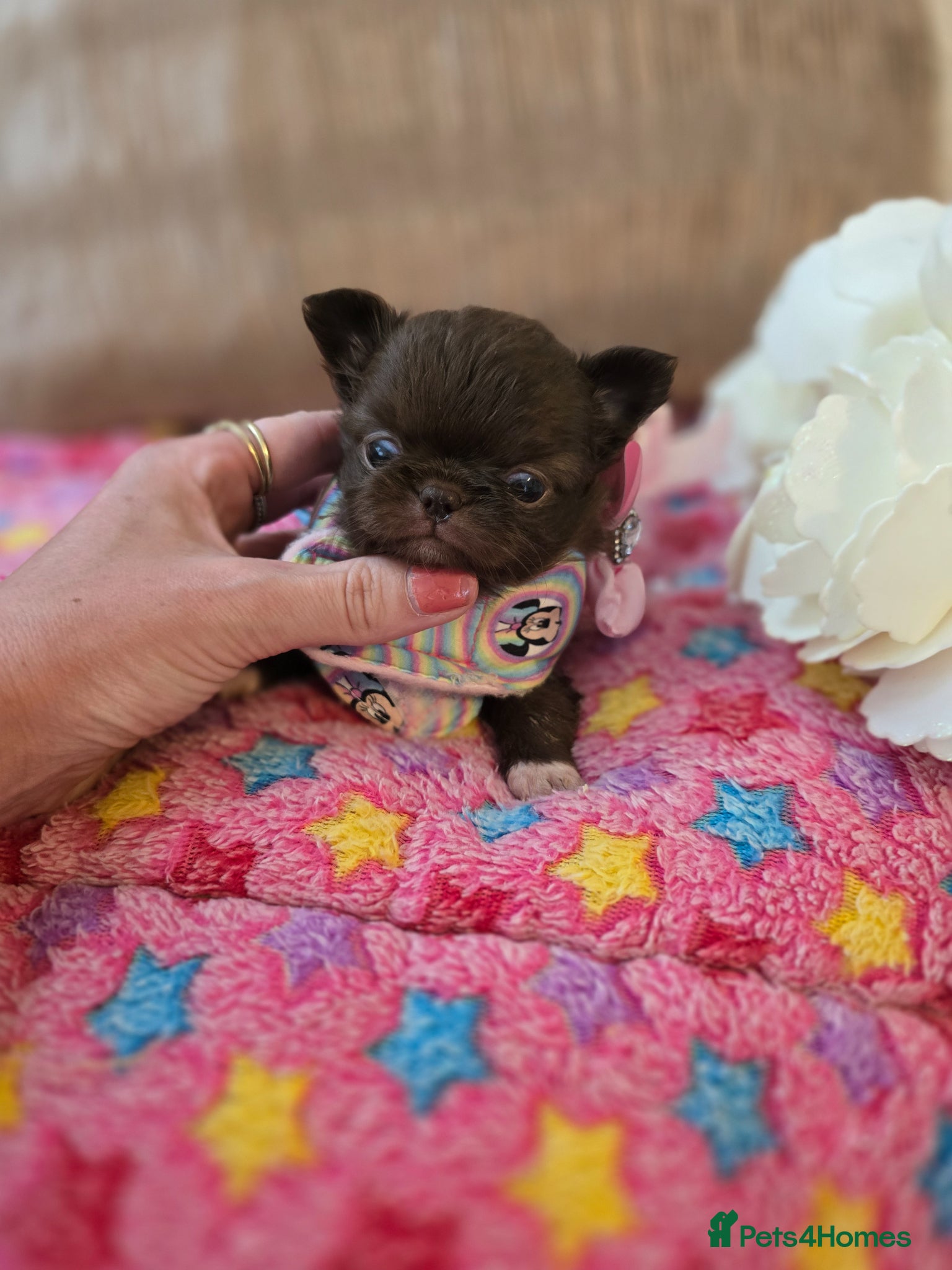 Chihuahua dogs for sale: Xx stunning kc chihuahua longcoat puppies Xx - Advert 15