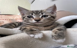 British Shorthair cats for sale: British shorthair for sale - Image 4