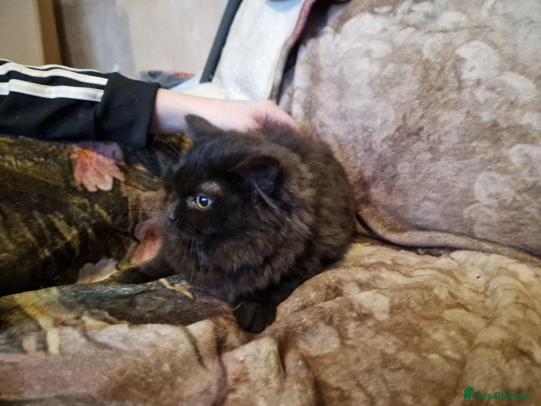Mixed Breed cats for sale: Kittens for sale  - Advert 17
