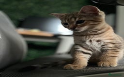 British Shorthair cats for sale: Beautiful British Shorthair Kittens... - Image 31