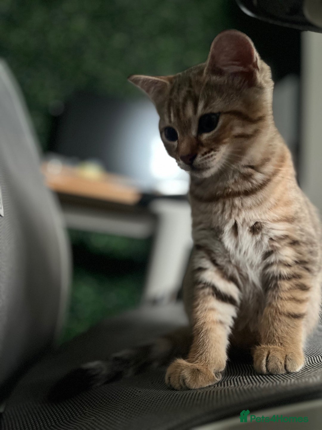British Shorthair cats for sale: Beautiful British Shorthair Kittens... - Image 31