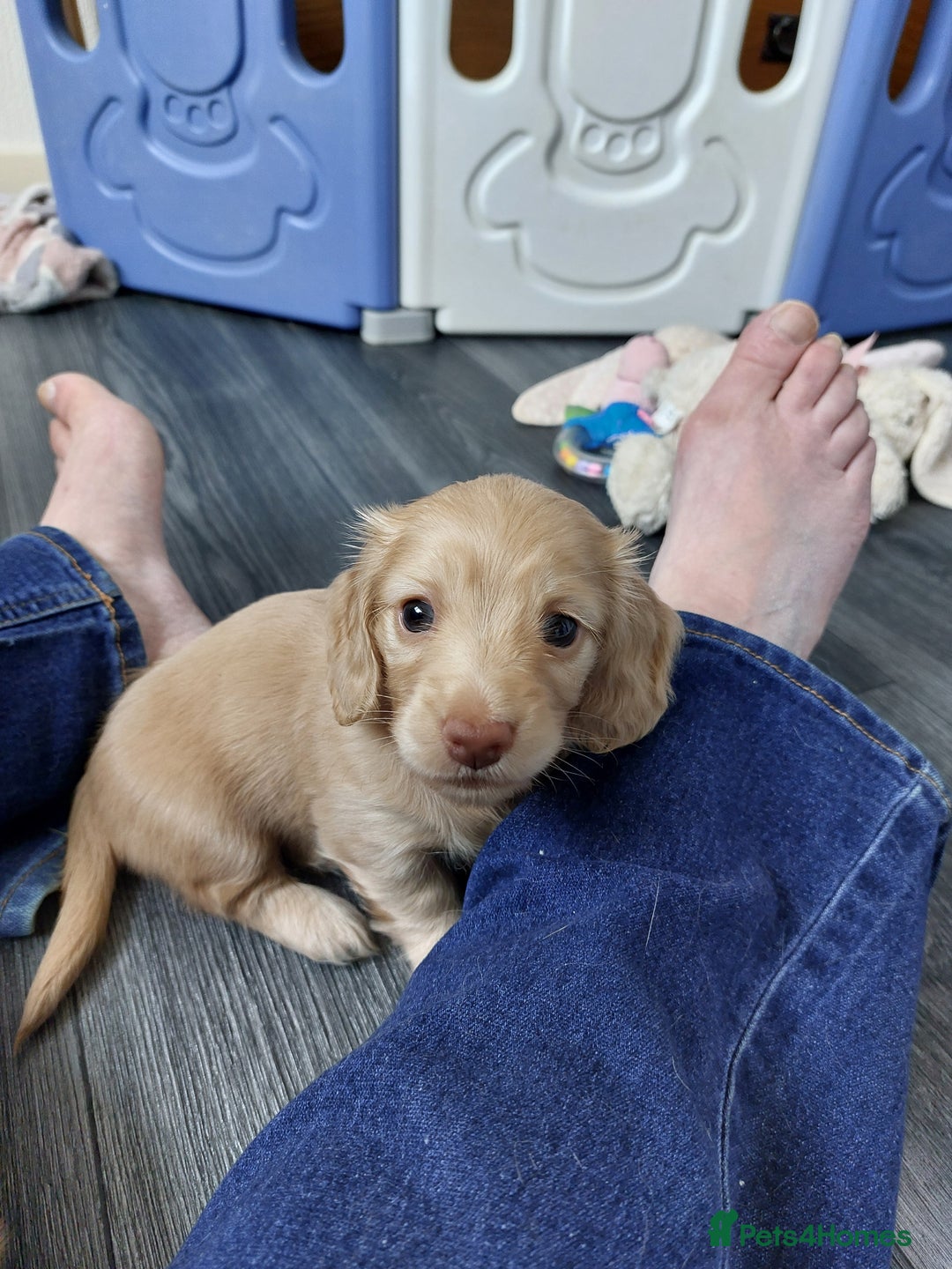 Miniature Dachshund dogs for sale: KC REG PRA CLEAR CREAM LONG HAIRED MINI DACHSHUNDS - Image 18