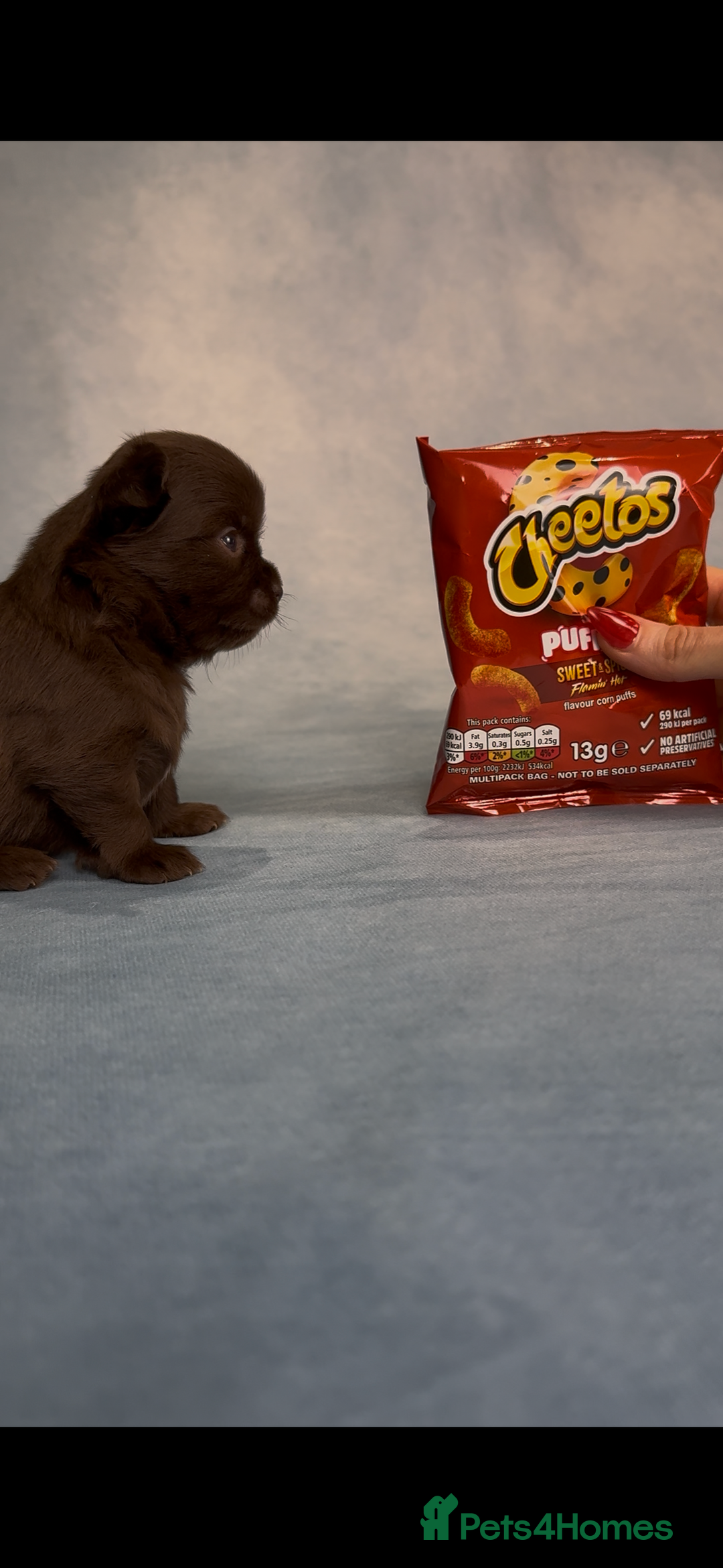 Chihuahua dogs for sale: Chihuahua puppies available on  ** s  - Advert 6