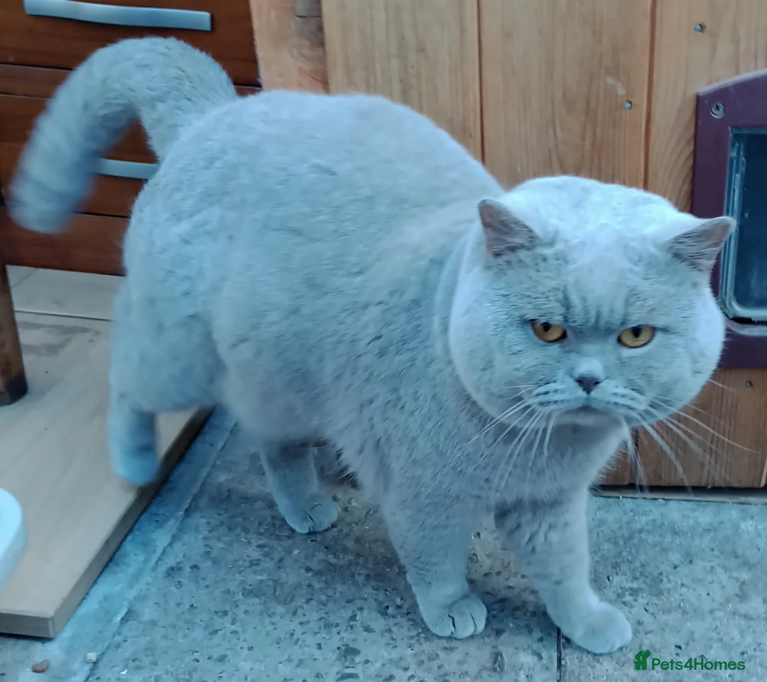 British Shorthair cats for stud: Gccf Studs Blue Lilac Blue White bi Cream White   in Manchester - Advert 7