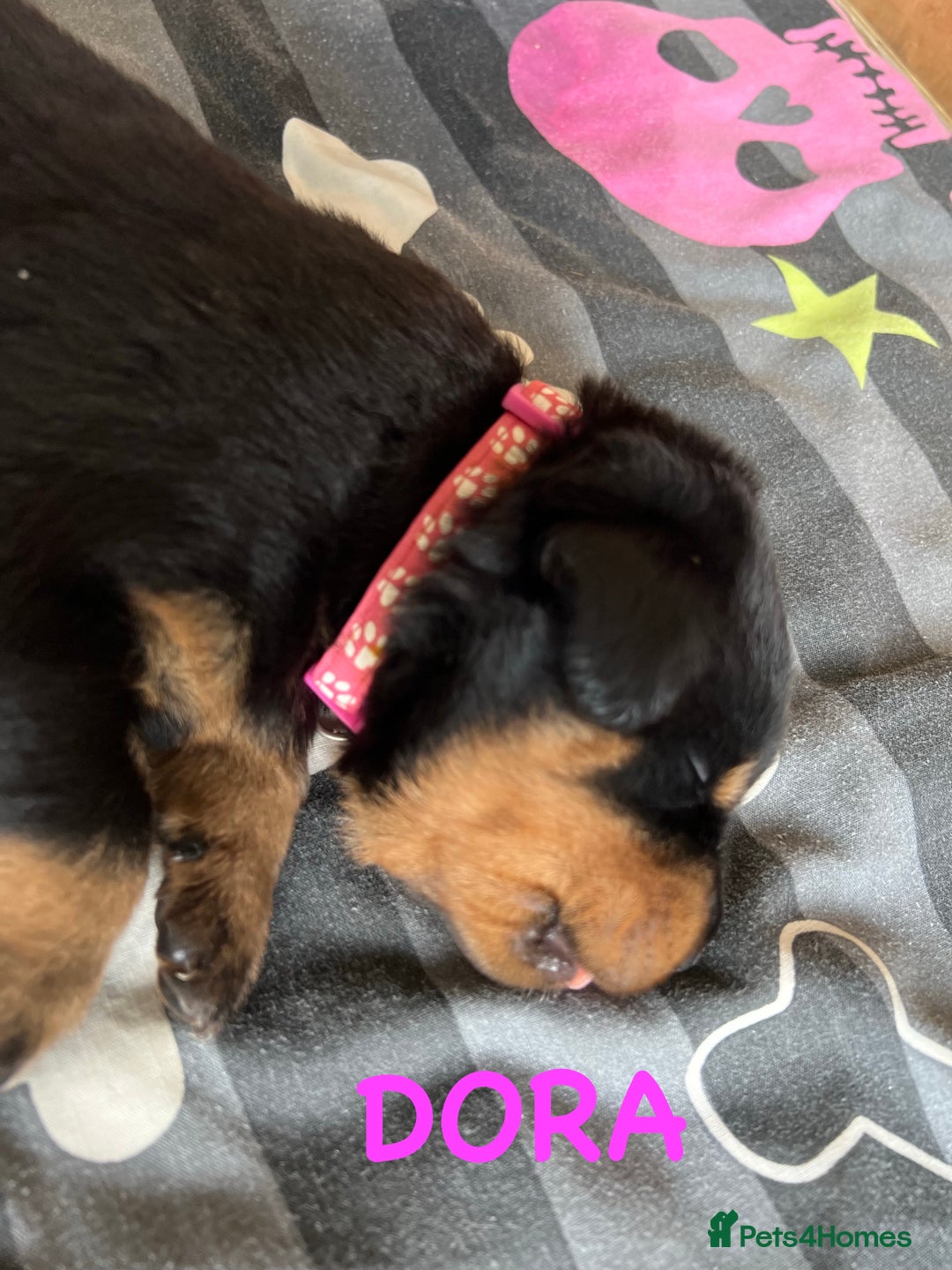 Rottweiler dogs for sale: Family bred and loved Rottweiller puppies - Image 12