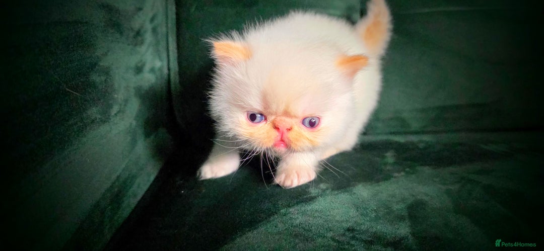 Persian cats for sale: Beautiful and Rare Purebred Persian Kittens - Image 19