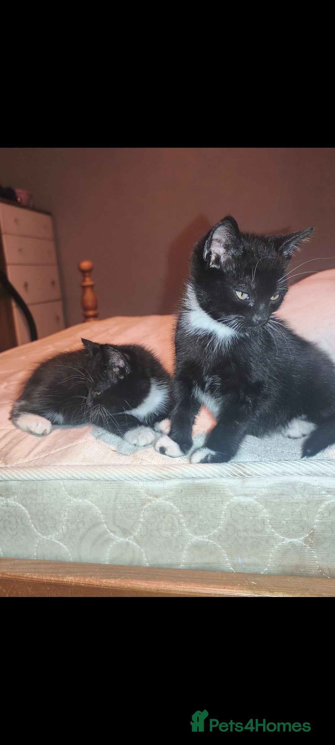 Mixed Breed cats for sale: Three Tuxedo Kittens Looking for Loving Homes - Advert 19