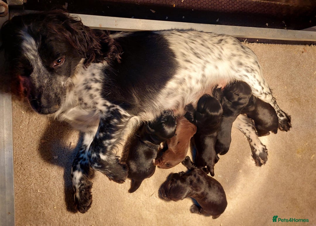 Cocker Spaniel dogs for sale: KC registered Cocker Spaniel puppies for sale - Advert 2