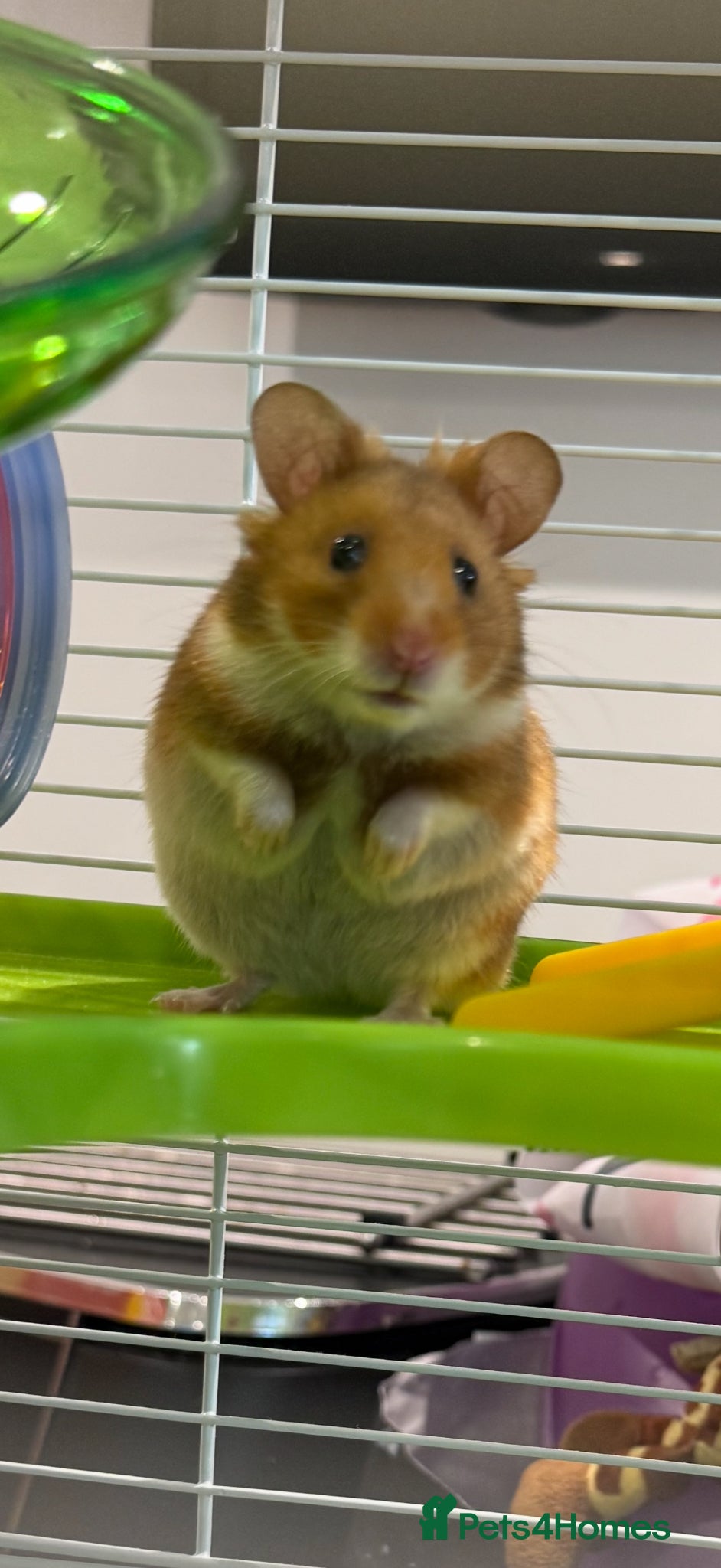 Hamster rodents Bluey the Hamster  - Advert 5