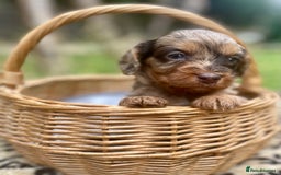 Cavapoo dogs for sale: Stunning Cavapoo babies  - Image 22