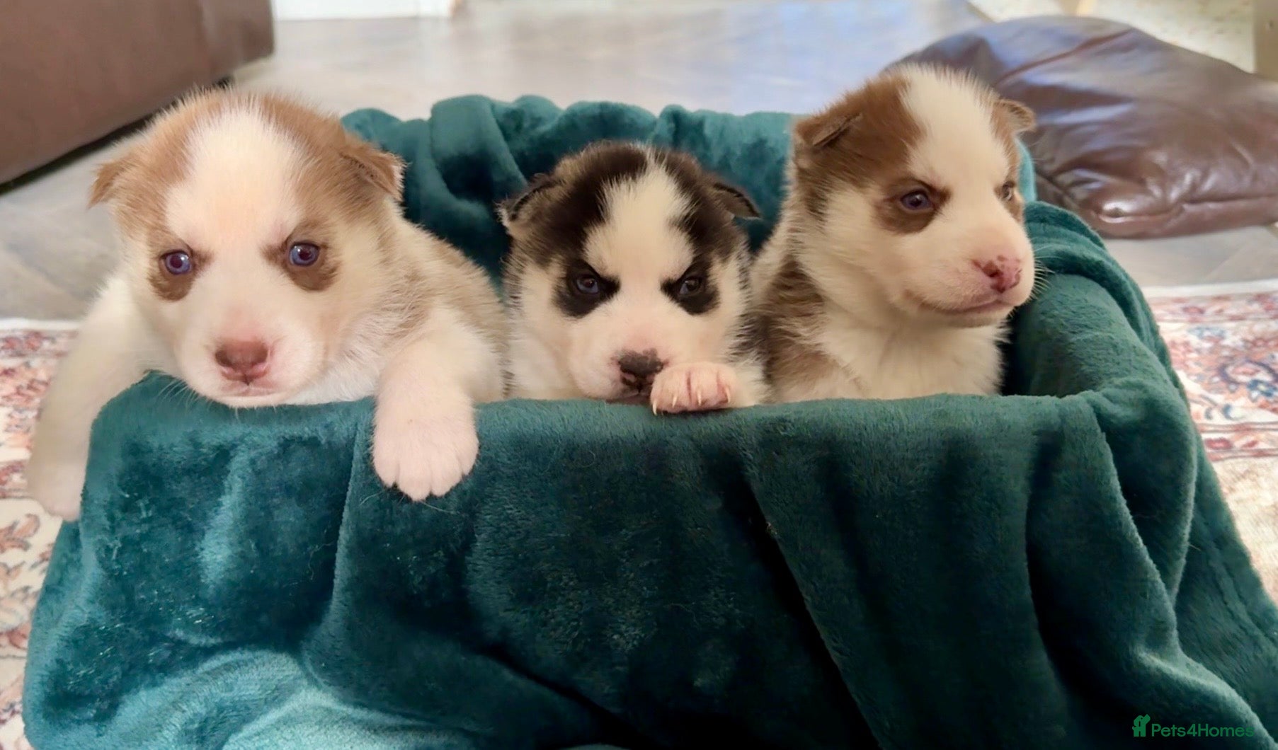 Siberian Husky dogs Epic Blue Eyed Husky Puppies – Imported Parents - Advert 2