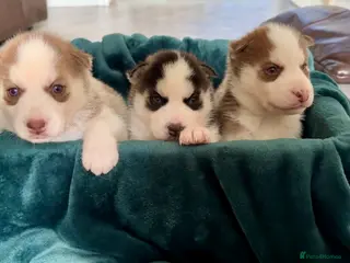 Siberian Husky dogs Epic Blue Eyed Husky Puppies – Imported Parents - Advert 2