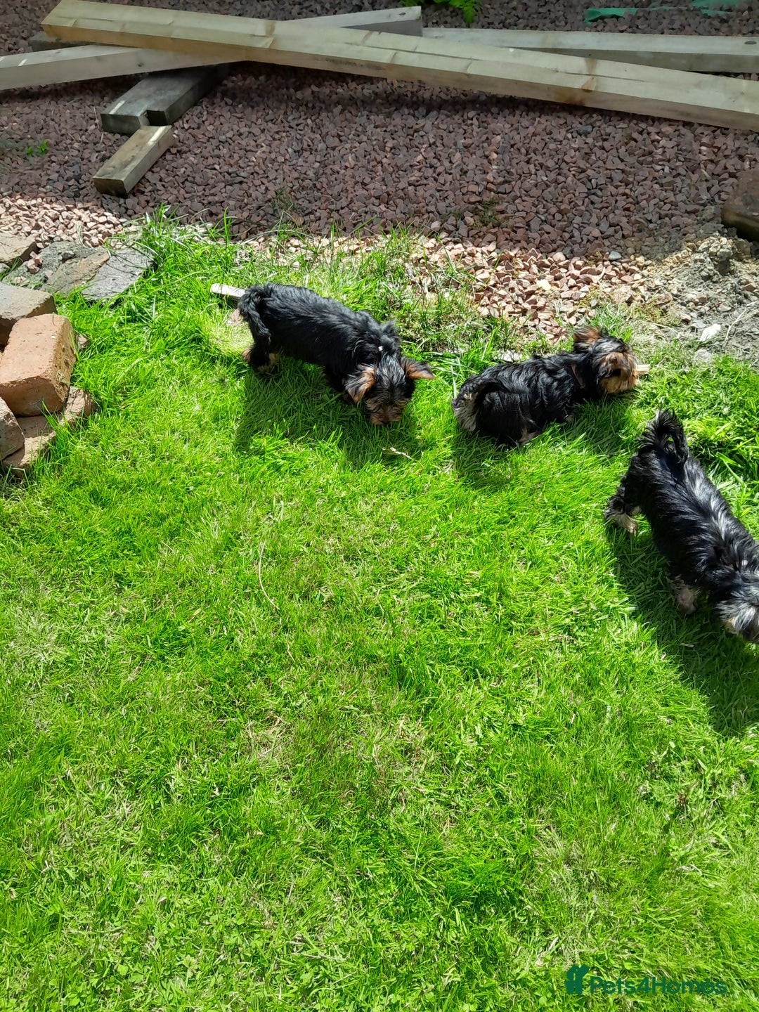 Yorkshire Terrier dogs for sale: Adorable Yorkshire Terrier puppies for sale - Image 3