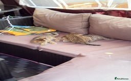 Mixed Breed cats for sale: Black tabby and tabby kittens  - Image 2