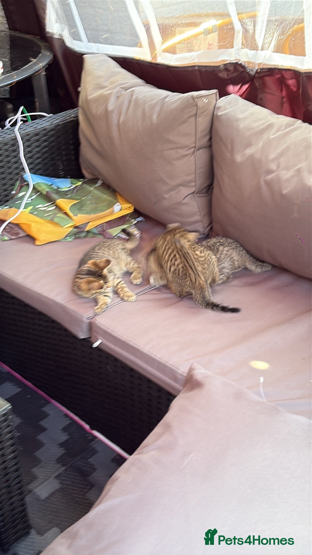 Mixed Breed cats for sale: Black tabby and tabby kittens  - Image 2