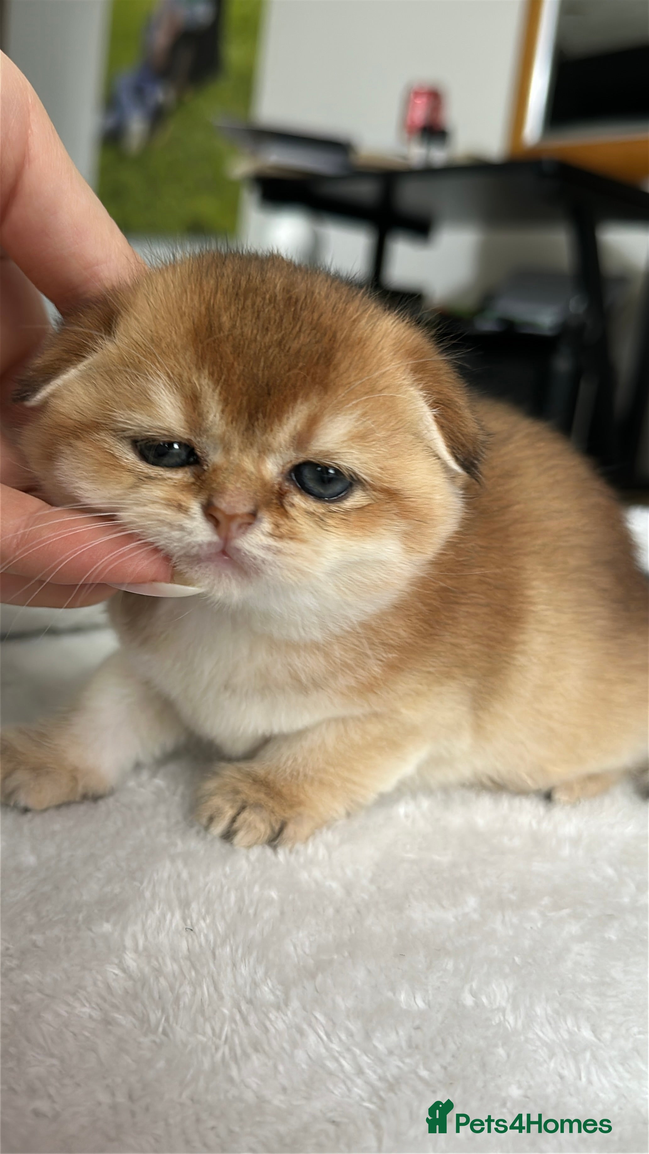 Scottish Fold cats Soft, Gentle Scottish Fold Girl  - Advert 11