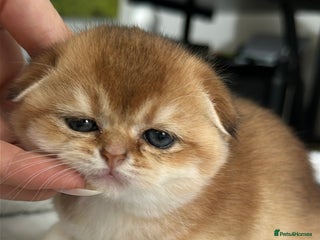 Scottish Fold cats Soft, Gentle Scottish Fold Girl - Advert 1