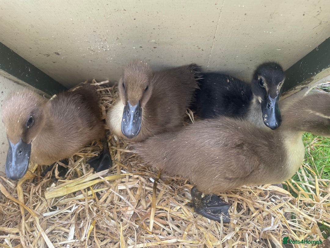 Ducks poultry for sale: Duckings - Image 1