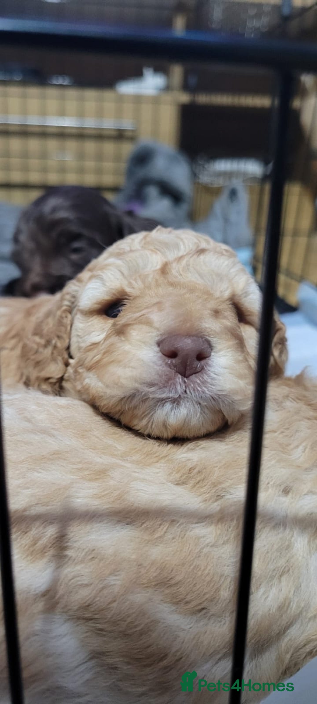 Cockapoo dogs for sale: 3 beautiful puppies for sale £1200 - Advert 5