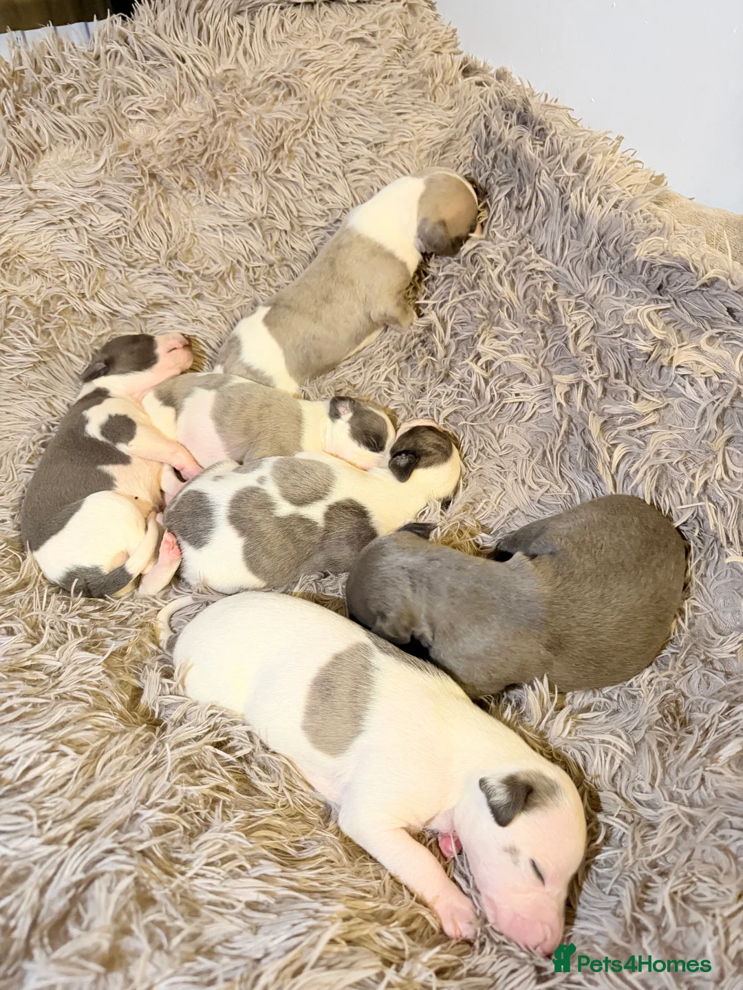 Whippet dogs for sale: Beautiful litter of pedigree whippets  - Advert 5