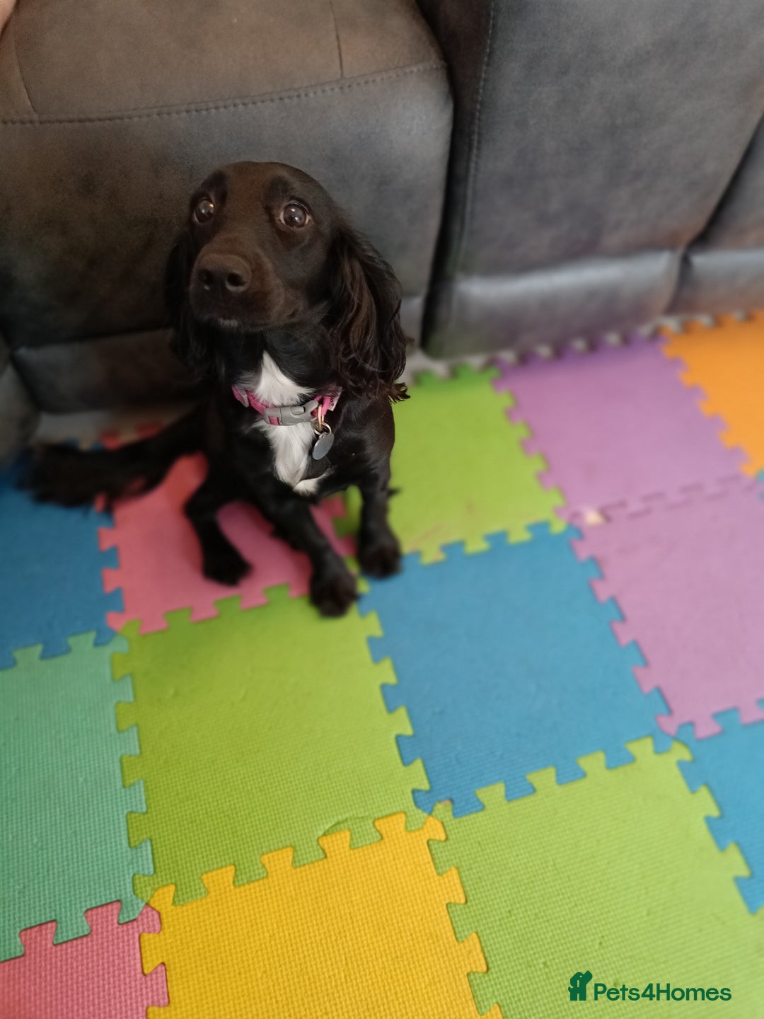 Cockapoo dogs for sale: 🐾 7-Month Female Cockapoo for Sale - Liv. Devizes - Image 3
