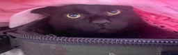 British Shorthair cats for sale: Cat for Rehoming 8 year old male in Totnes - Advert 12
