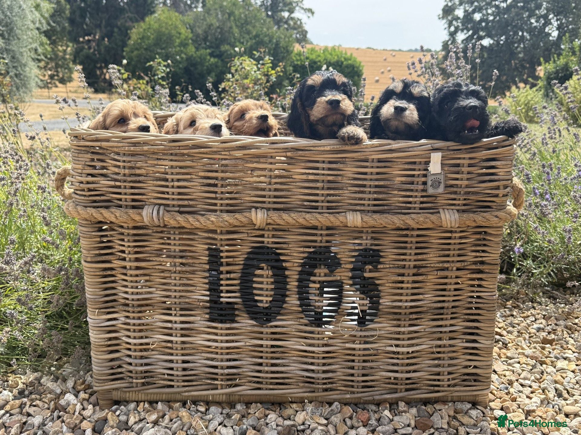 Cockapoo dogs Beautiful Litter of F1 Cockapoo Puppies - Advert 1