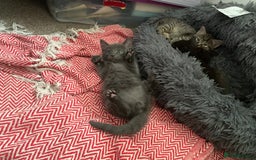 British Longhair cats for sale: 5 adorable male kittens - Image 10