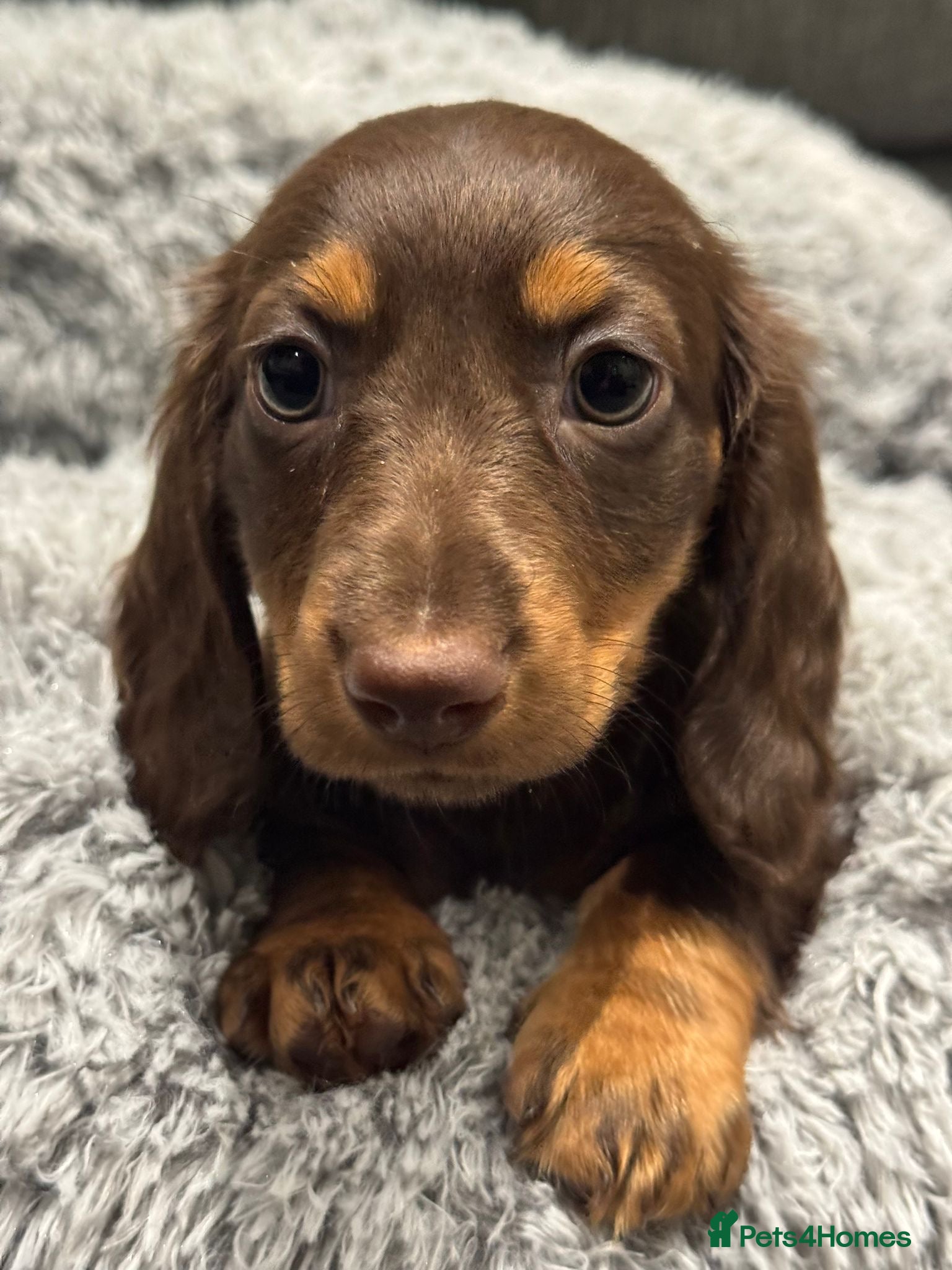 Miniature Dachshund dogs 1 Adorable miniature dachshund puppies - Advert 4