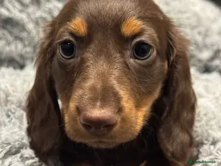 Miniature Dachshund dogs 1 Adorable miniature dachshund puppies - Advert 4