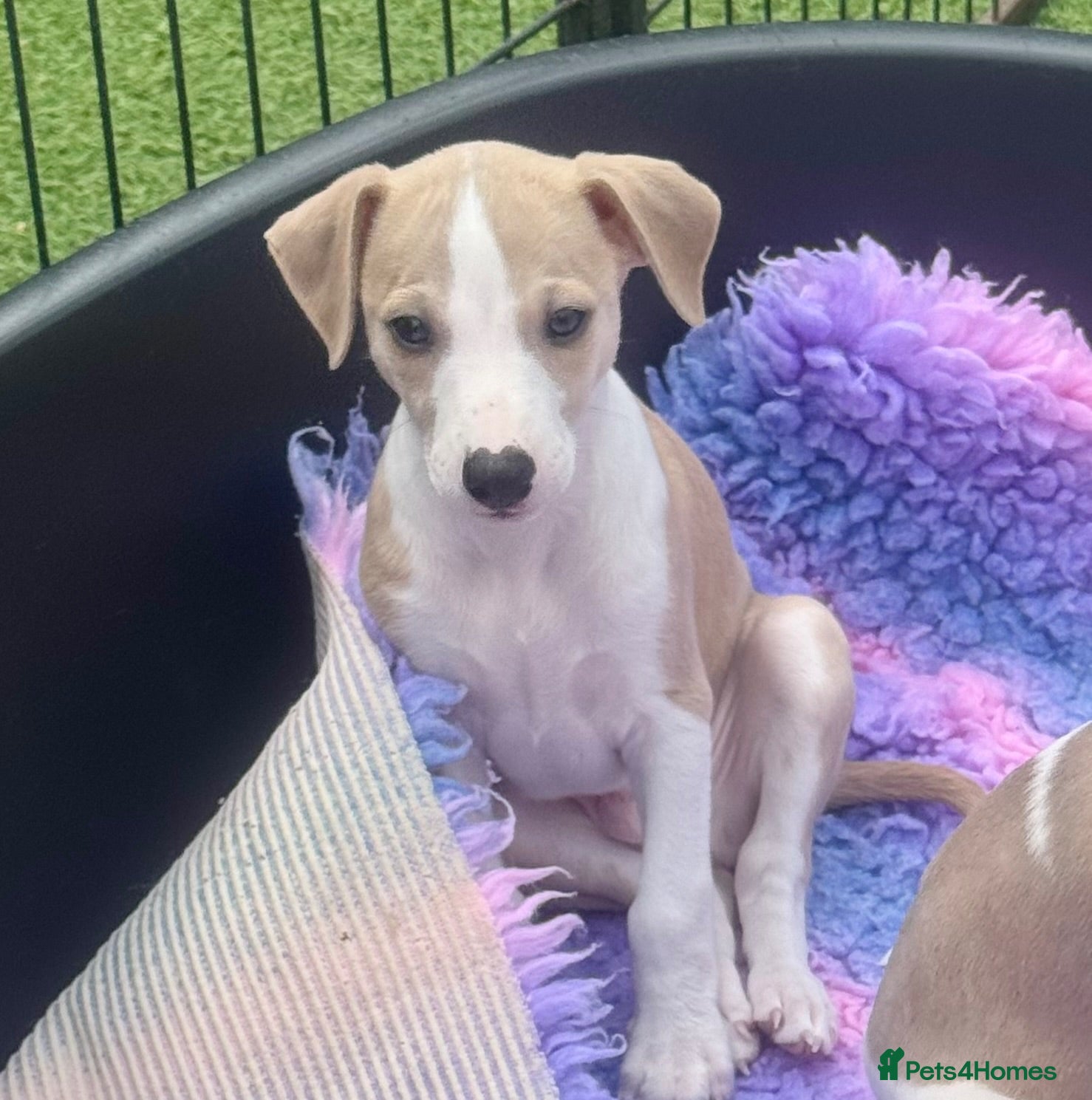 Whippet dogs Beautiful whippet babies! - Advert 1